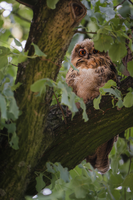 Oehoe kuiken verstopt in de boom