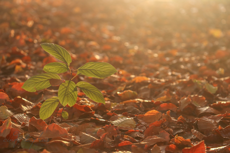 Helemaal herfst.