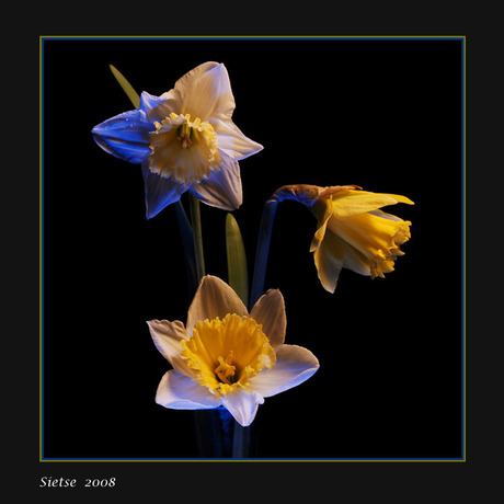 Narcis blauw