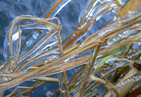 Riet in glas gegoten.