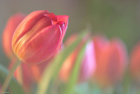 Tulpen - begin van de lente