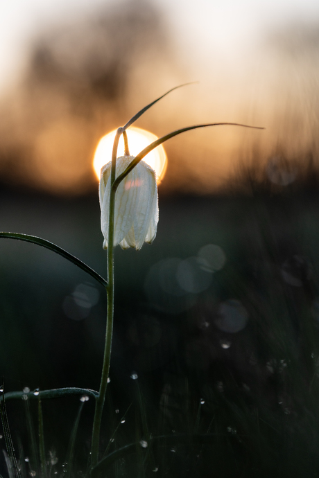 Witte kievitsbloem met zonsopkomst