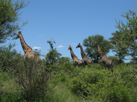 Giraffes