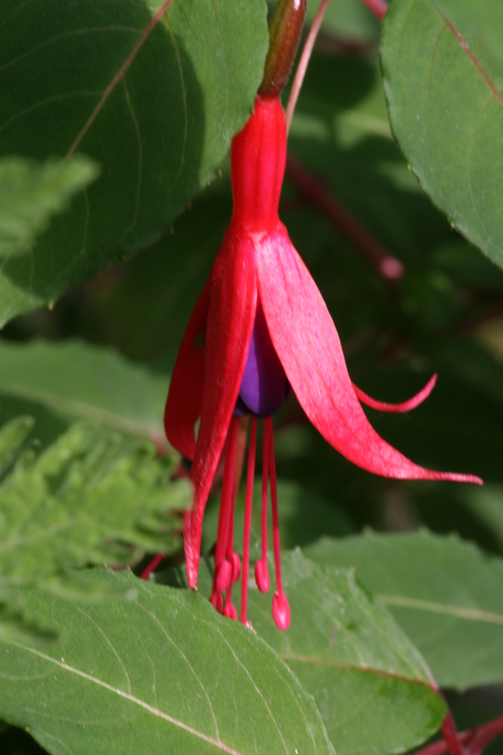 Fuchsia