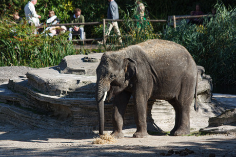 olifant met stro op sleeptouw