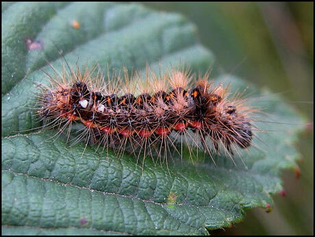 Acronicta rumicis