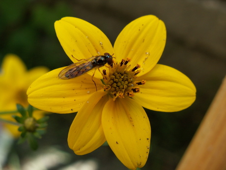 bloemen in ons tuin