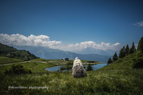 alpen zicht 2