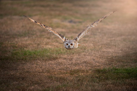 Owl in flight 