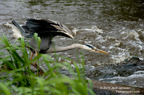 Blauwe Reiger