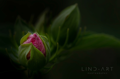 Bloemknop kleur