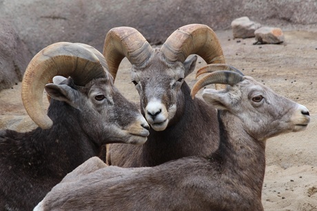 Dikhoornschapen in Burger's Zoo, Arnhem