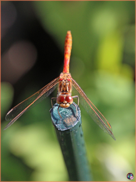 Steenrode heidelibel …