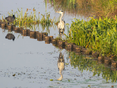 Reiger 