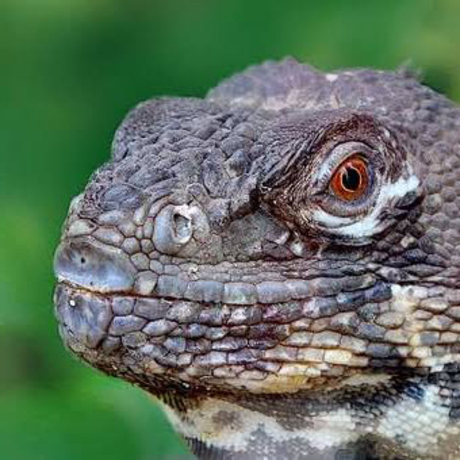 achter glas (gelukkig)