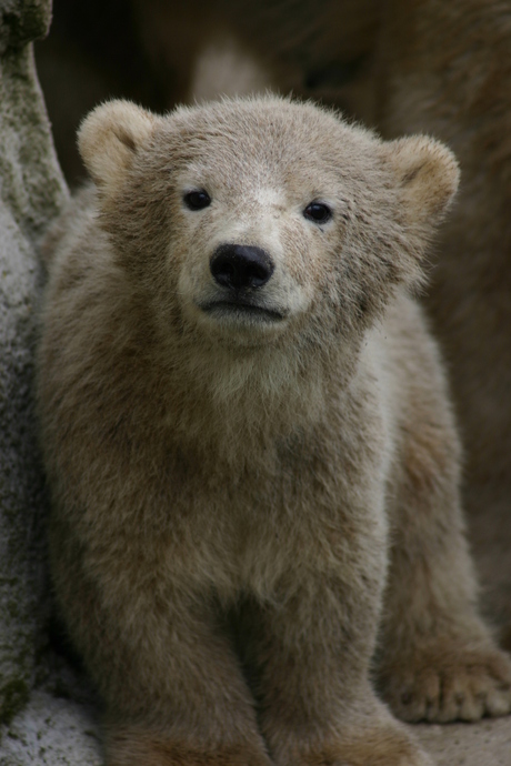 nederlandse knut