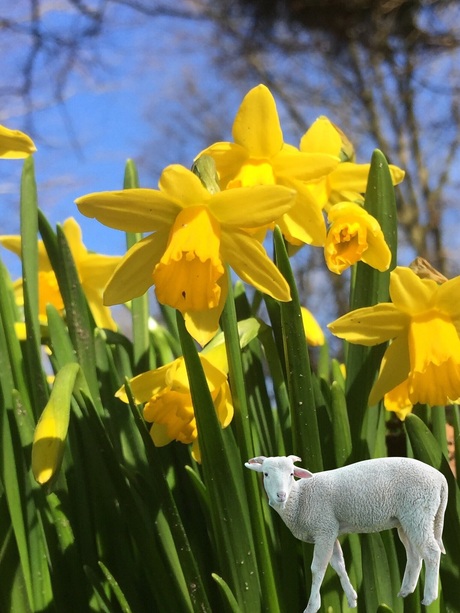 Kijk de lente