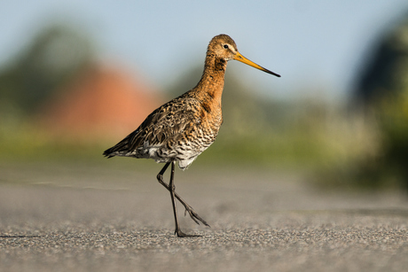 Grutto op de weg