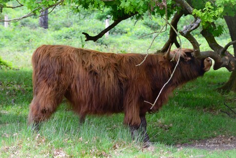 Schotse Hooglander (ik zie je wel dat je mij fotografeert) 