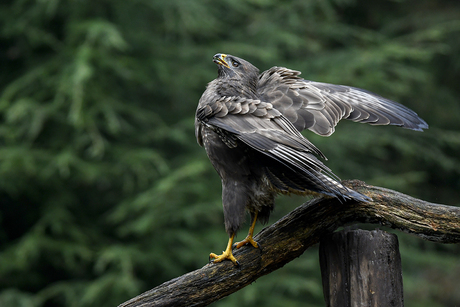 buizerd