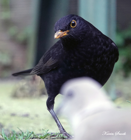 "He..... ga eens aan de kant....."