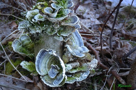 De winter doorstaan