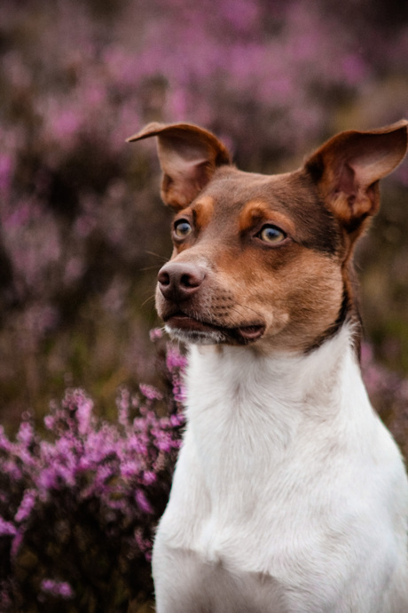 Hondenfotografie op de heide