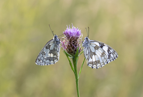 Mr &Mrs.....dambordje