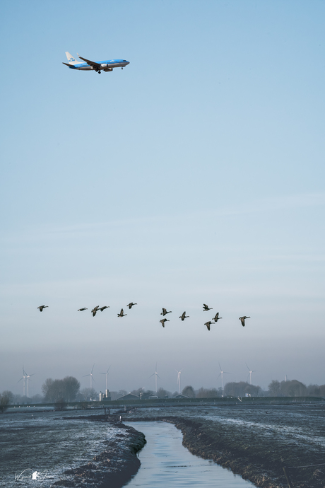 Birds in flight