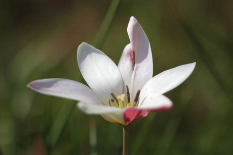 Enjoy spring