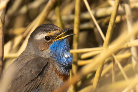 Blauwborst