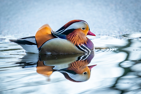Mandarijn eend.