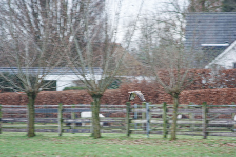 buizerd op de vlucht