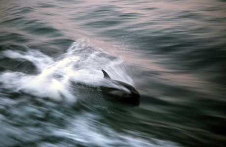 De snelheid van een dolfijn