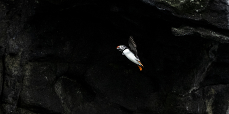 Papegaaiduiker low key