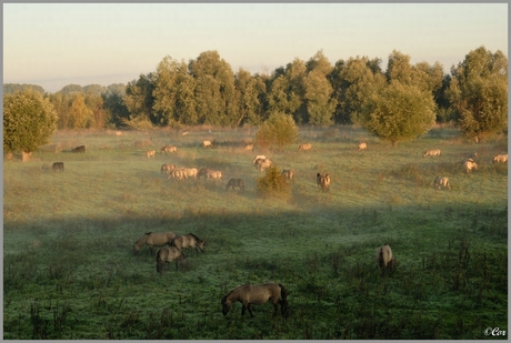 Konikpaarden