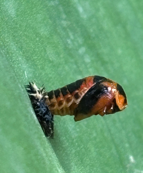 Pop 🐞 