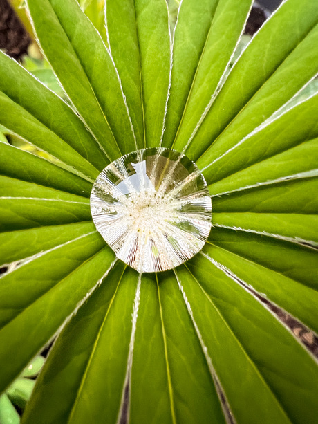 Lupine na een regenbui 