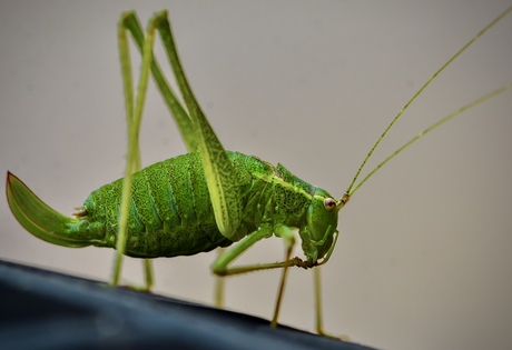 De gewapende sprinkhaan 