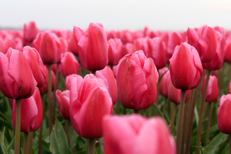 Roze tulpen...2