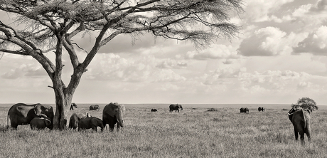 Olifantenkudde in Serengeti