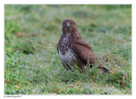 buizerd