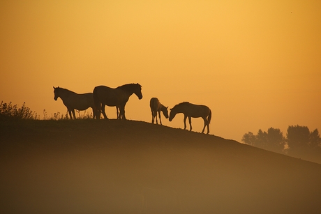 Konikpaarden bij zonsopkomst.