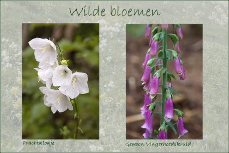 Wilde bloemen 16