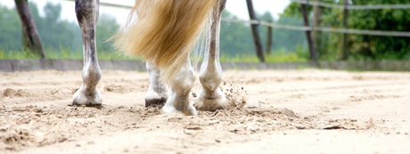 Paardenbenen