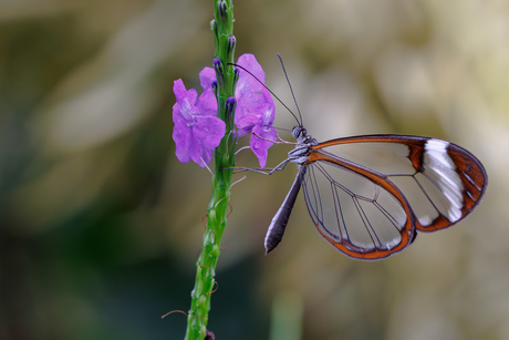 glasvleugelvlinder