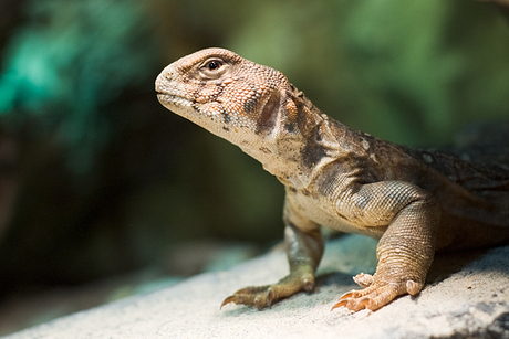 uromastyx ocellata