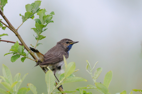 blauwborst