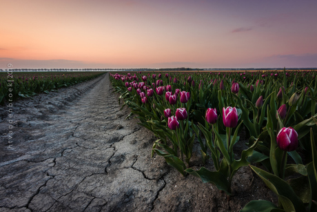 Volg het spoor naar de paarse tulpenvelden