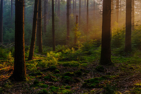 zonsopkomst in het bos